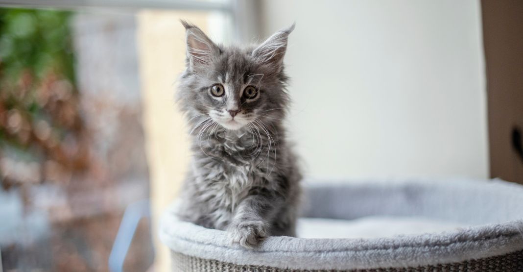 chaton maine coon gris
