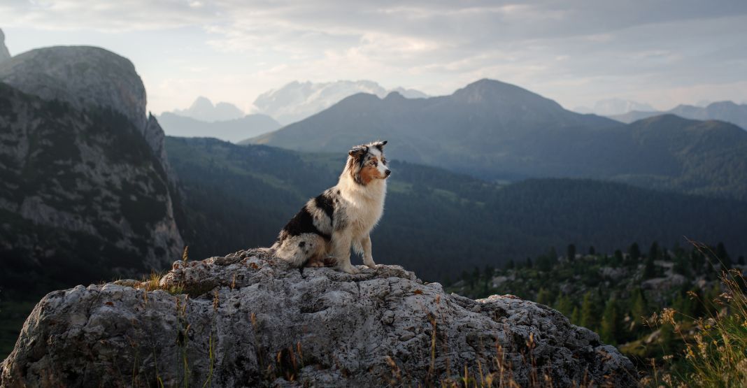 berger australien assis sur un rocher en randonnée