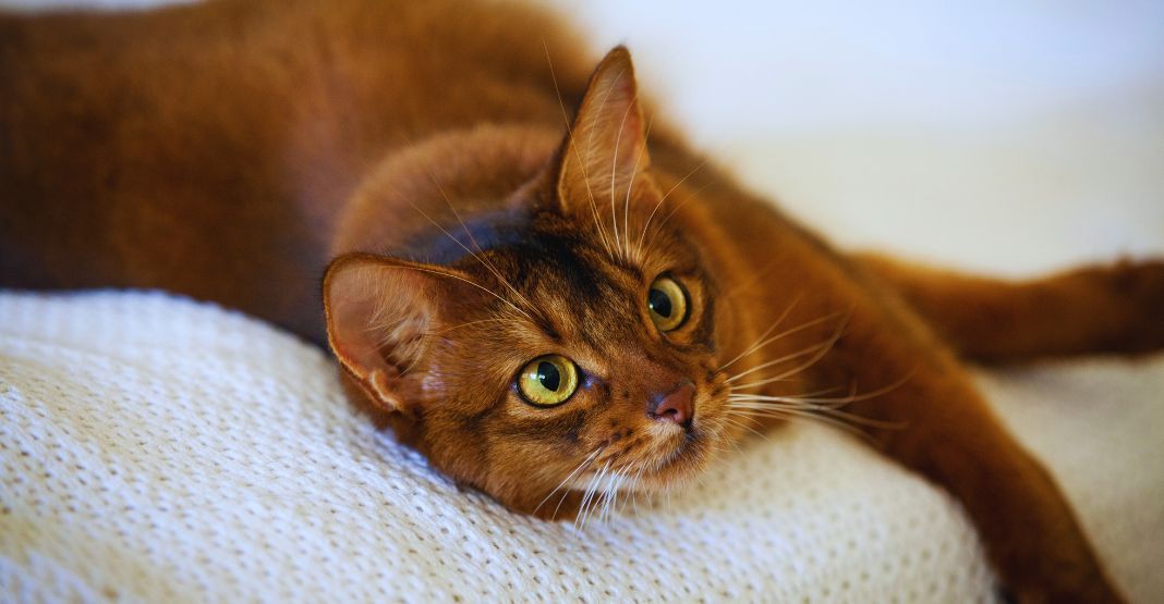 chat somali allongé