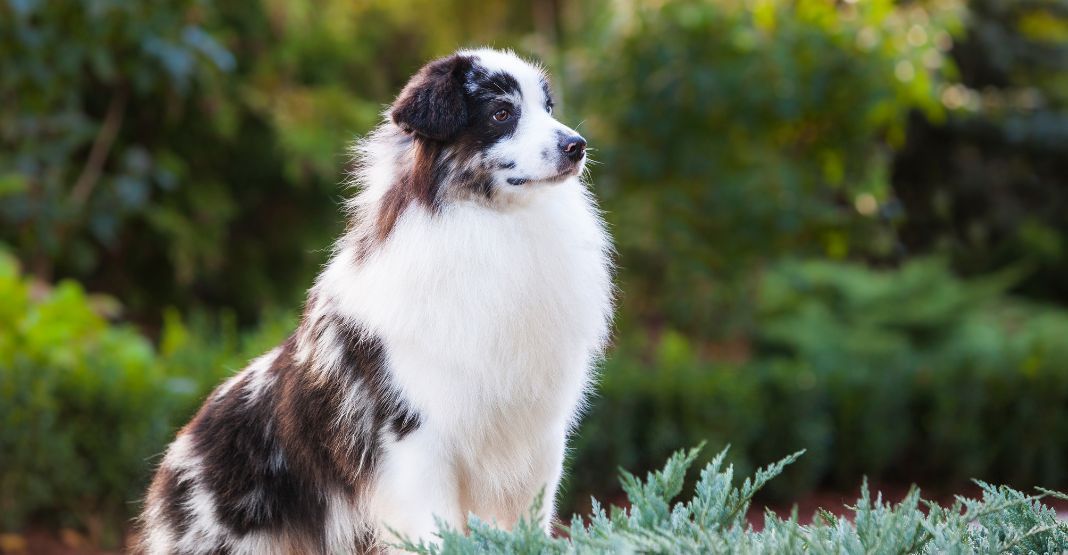 berger américain miniature chocolat et blanc assis devant une forêt