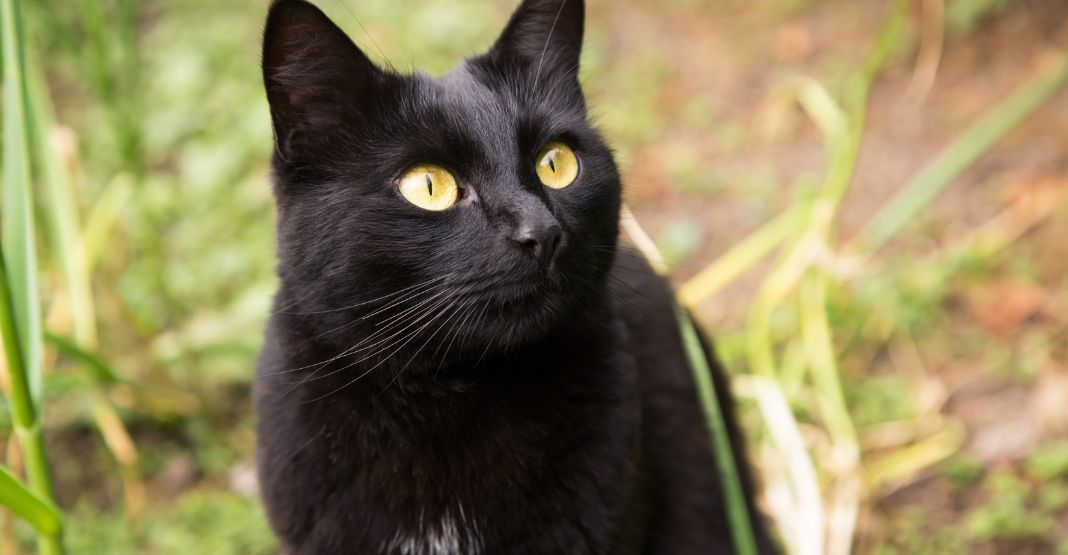chat de bombay dans la nature 