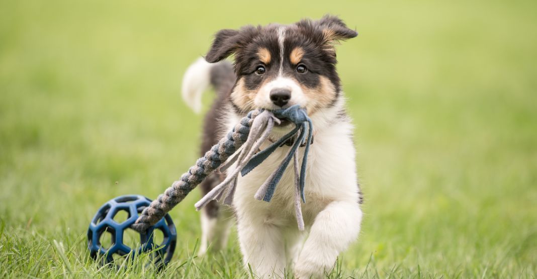 chiot jouant avec un jouet dans l'herbe