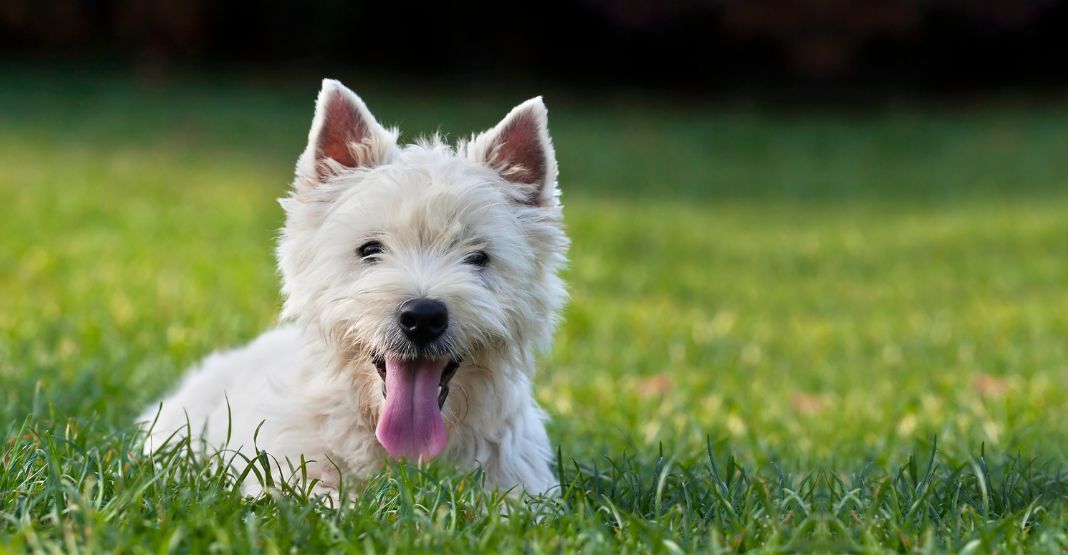 westie allongé dans l'herbe