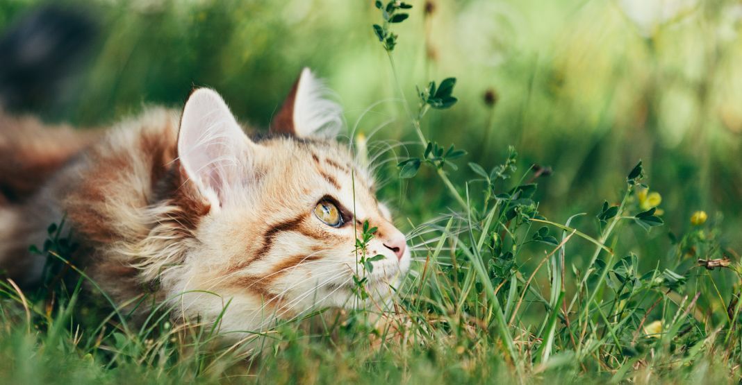 chat roux tabby allongé dans l'herbe verte