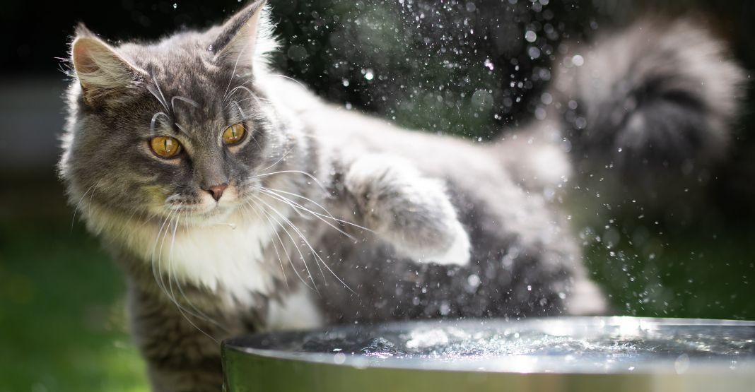 chat qui se rafraîchit dans de l'eau en extérieur