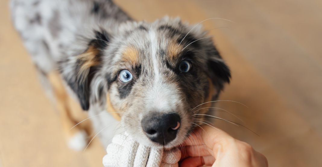 chiot berger australien jouant avec une balle en corde