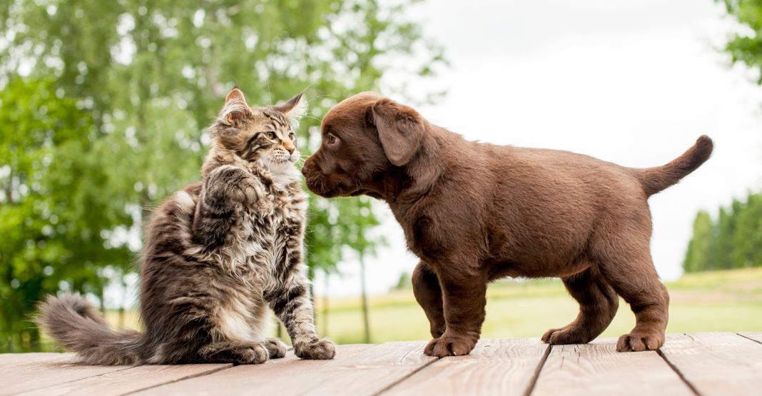 cohabitation chien chat