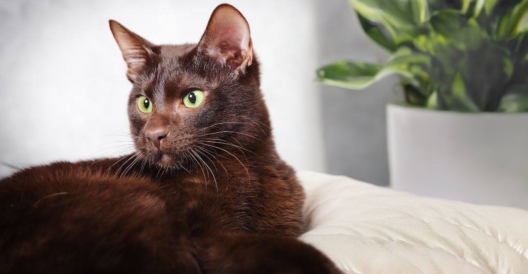 chat havana brown sur un canapé