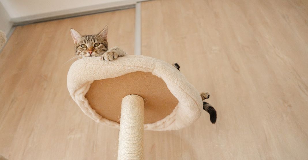 chat tabby perché sur son arbre à chat en hauteur