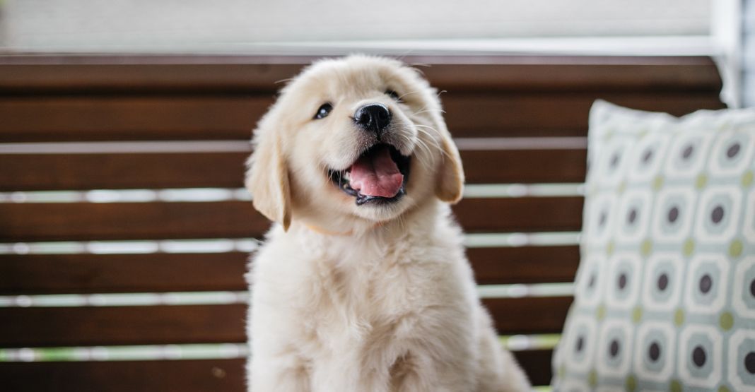 chiot golden retriever sur un banc