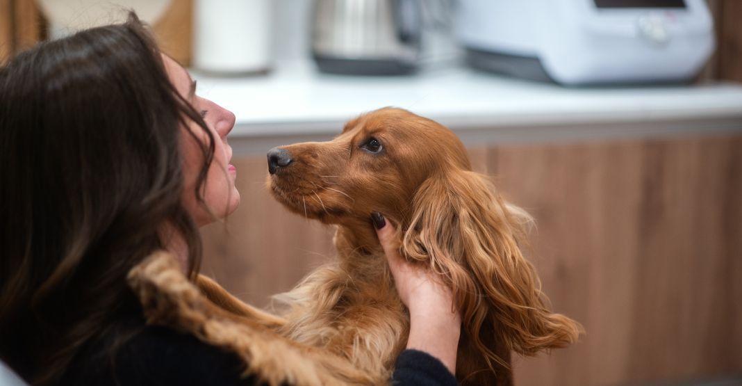 cocker anglais et sa maîtresse