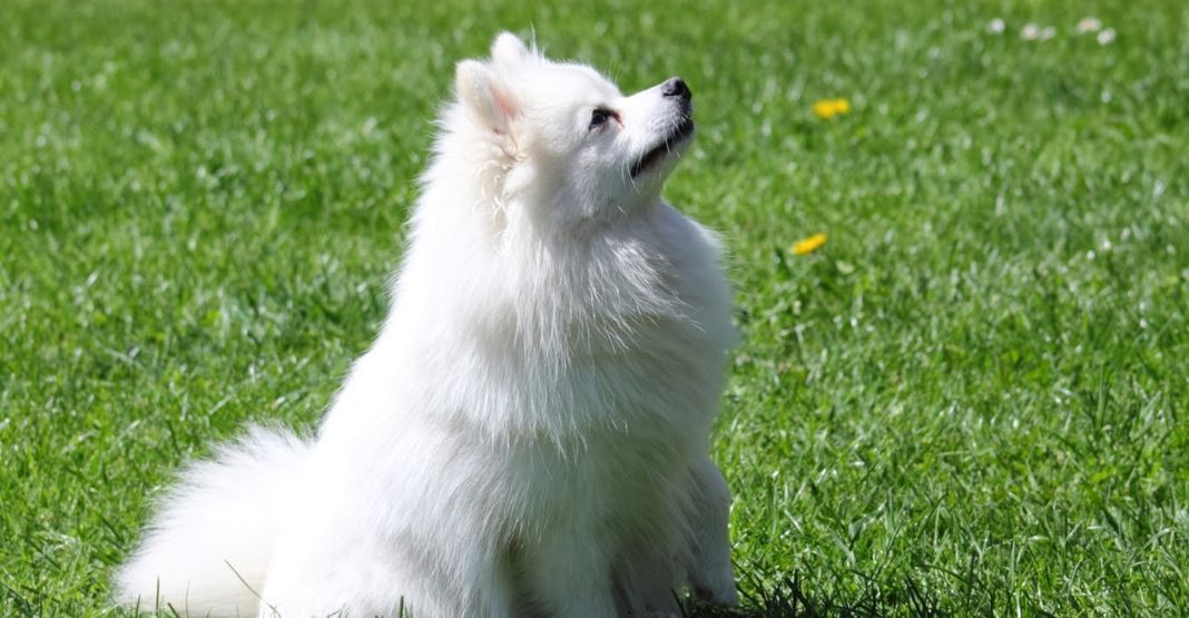 Spitz Allemand blanc assis dans l'herbe regardant en l'air