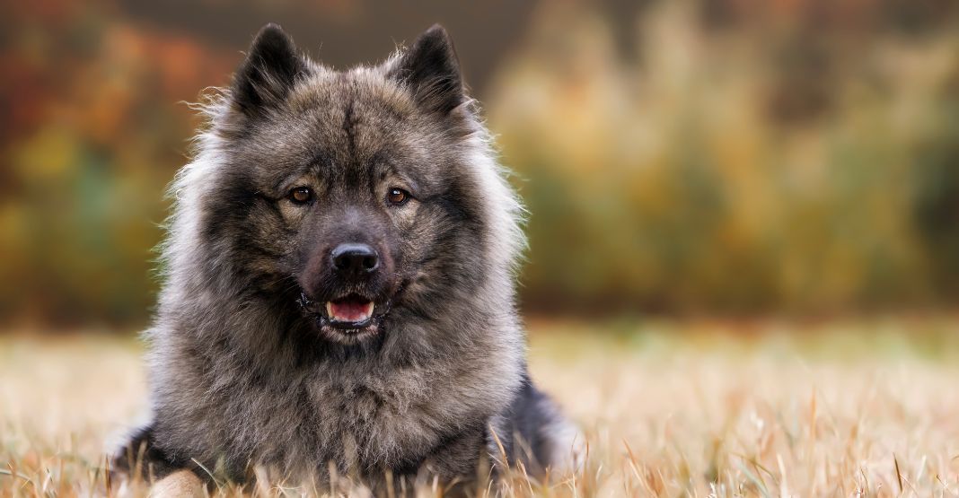 eurasier brun et noir de face dans un champ 