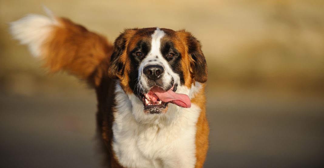 Bouvier Bernois blanc et rouge