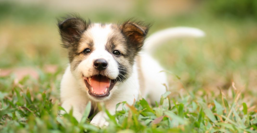 chiot s'amusant dans l'herbe