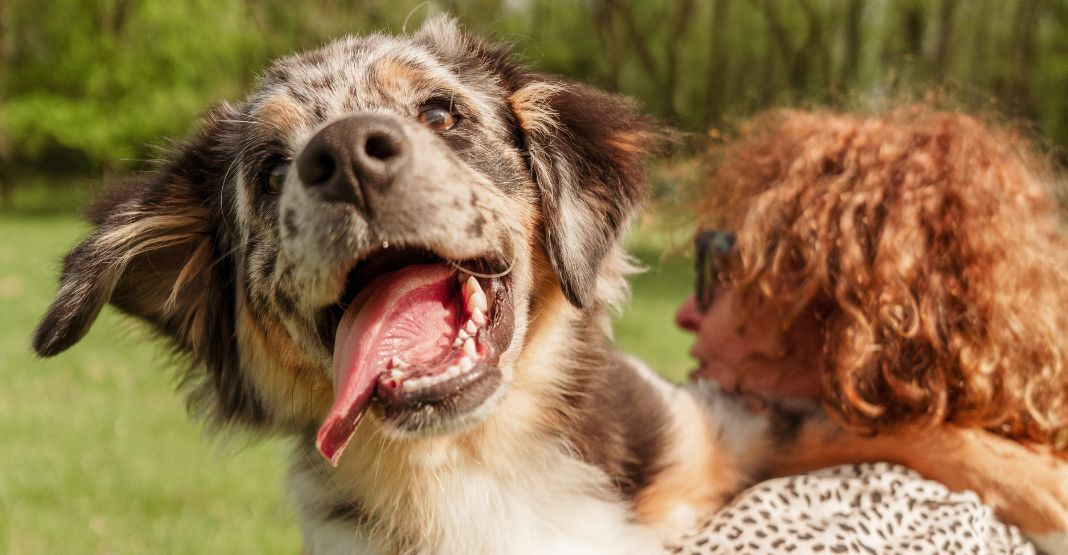 chiot berger australien dans les bras de sa maîtresse