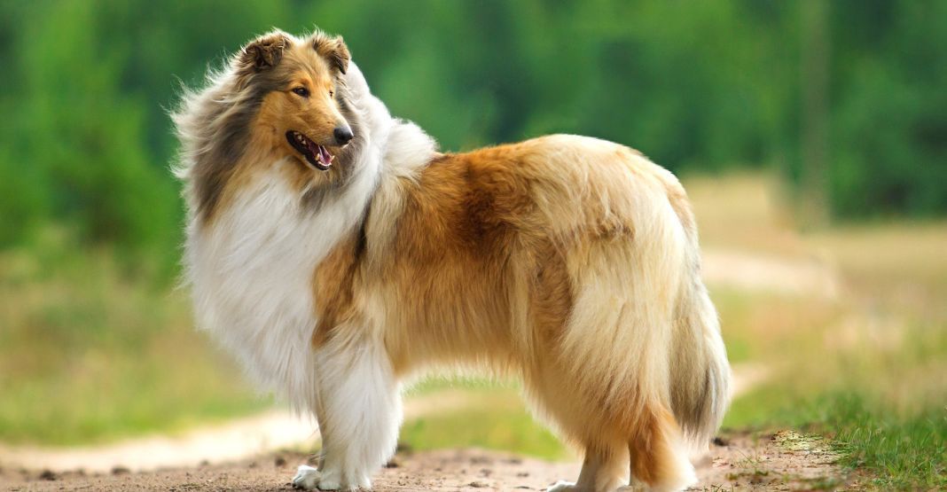 Colley dans la nature