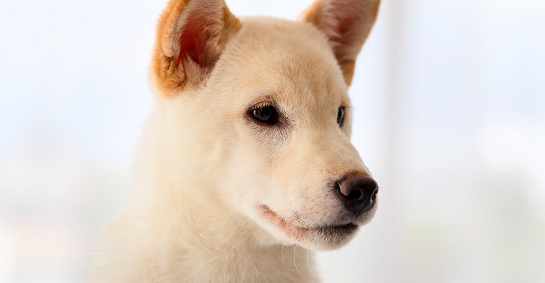 Shiba inu blanc de près
