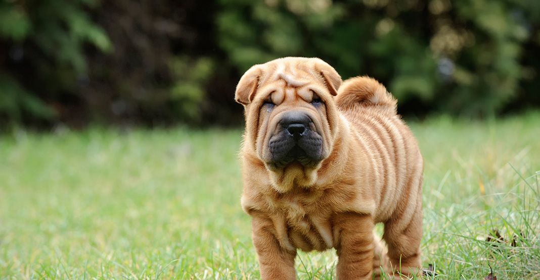 shar pei dans un champ