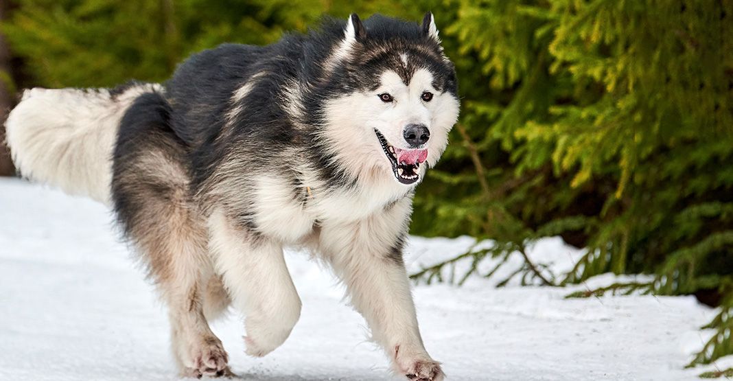 malamute de l'alaska courant dans la neige