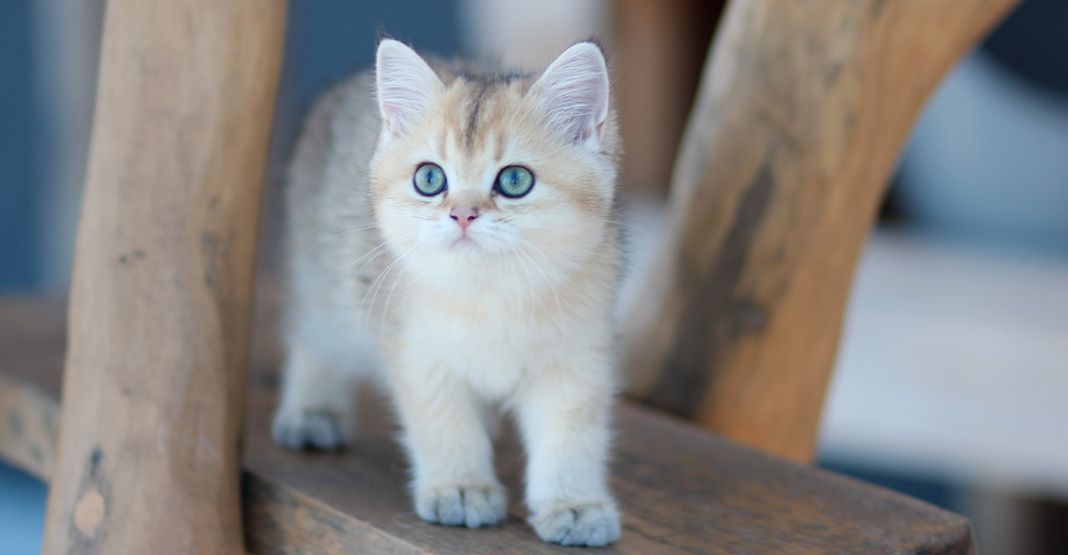 jeune chaton beige et blanc aux yeux verts sur une marche d'escalier