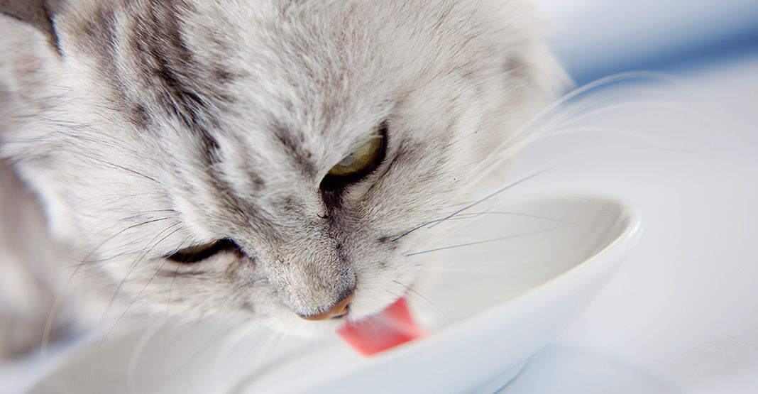 chat léchant une assiette