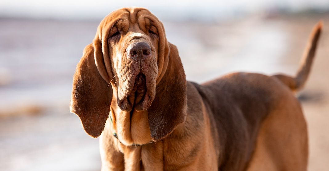 Chien de saint-hubert sur la plage