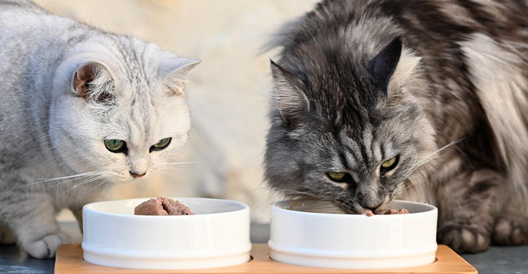 chats mangeant leurs croquettes