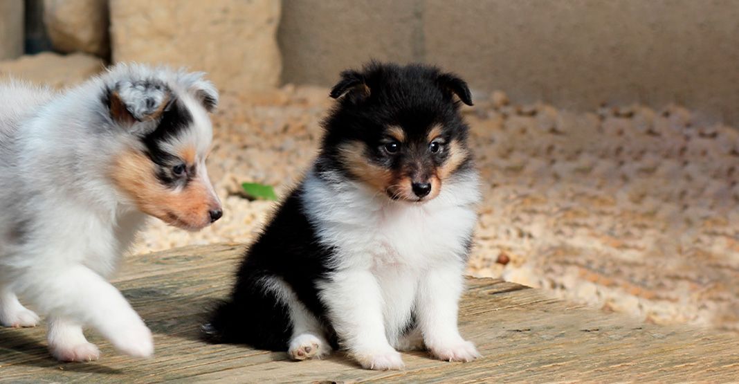 Chiots berger australien en extérieur