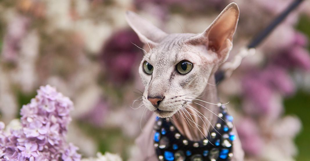 Chat Peterbald dans la nature