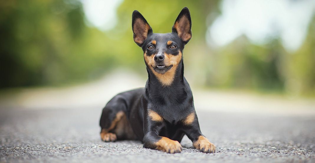 Pinscher nain allongé sur la route