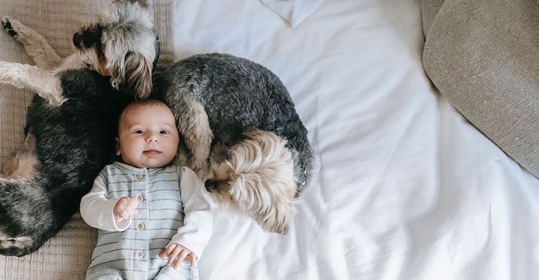 Bébé avec 2 chiens à ses côtés