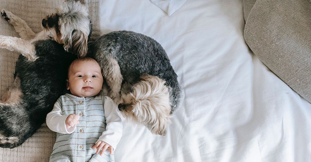 Bébé avec 2 chiens à ses côtés