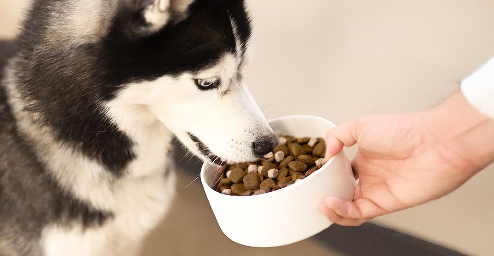 Husky mangeant les croquettes protein boost d'Ultra Premium Direct