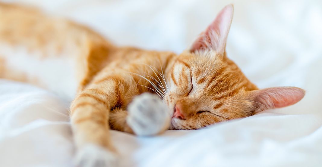 Chat roux couché sur un lit