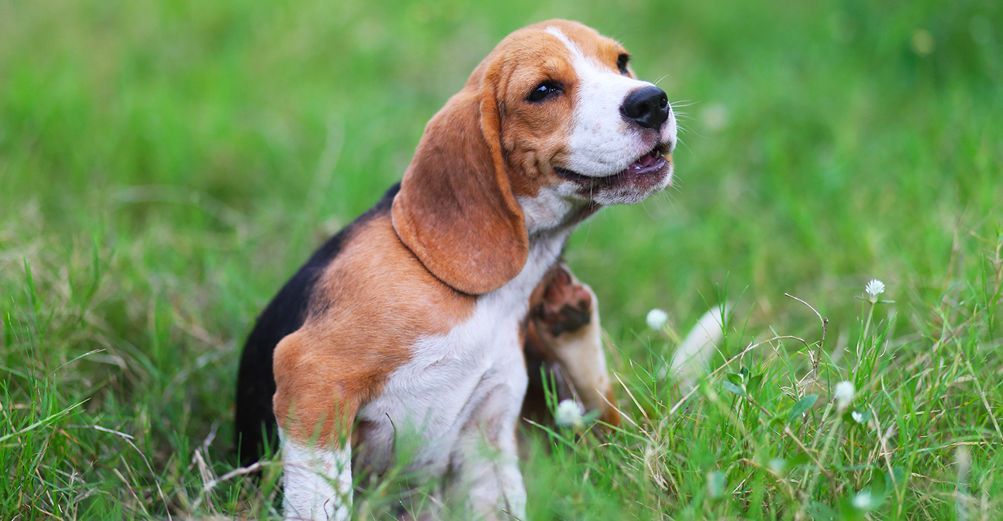 Chien qui se gratte en extérieur