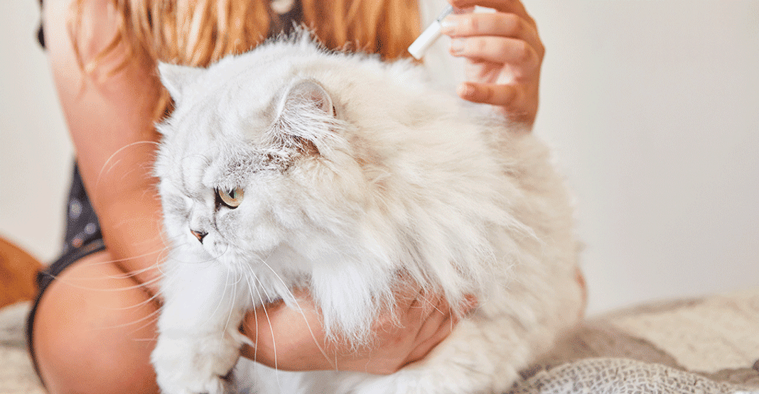 Anti-puce chat