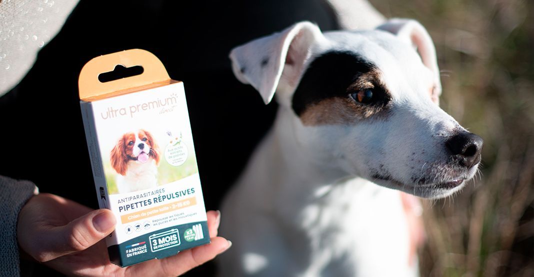 Antiparasitaire pour chien