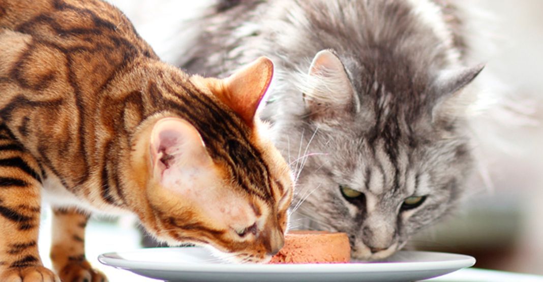 Bi-nutrition chez le chien et le chat