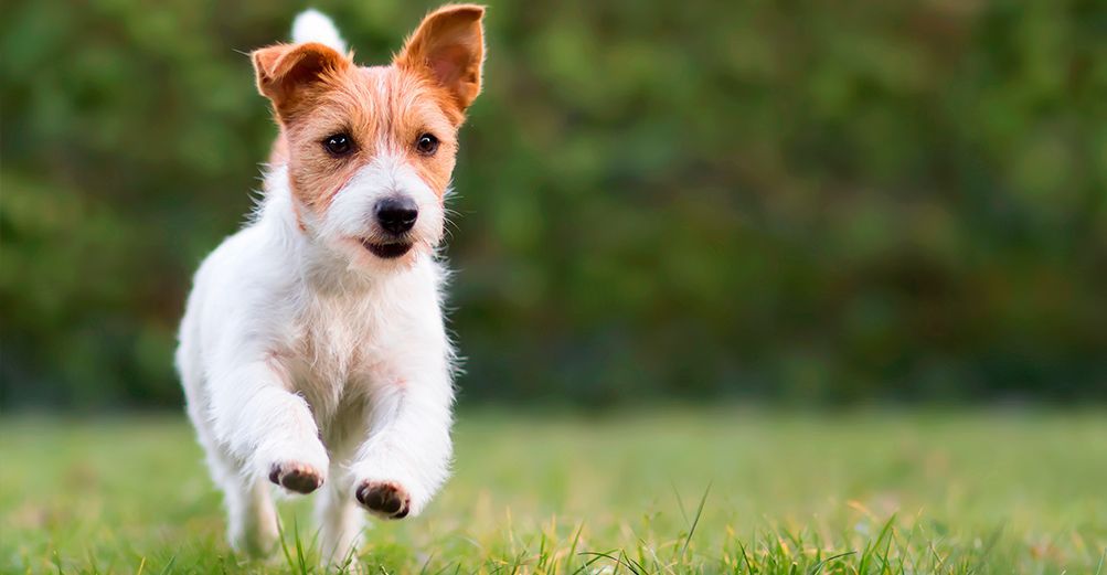 Jack russell courant en extérieur