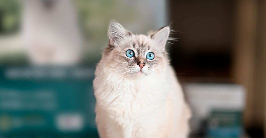 chat aux yeux bleus