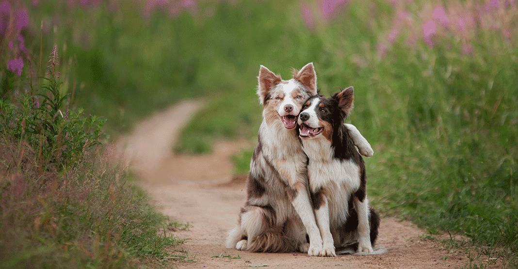 2 chiens côte à côte