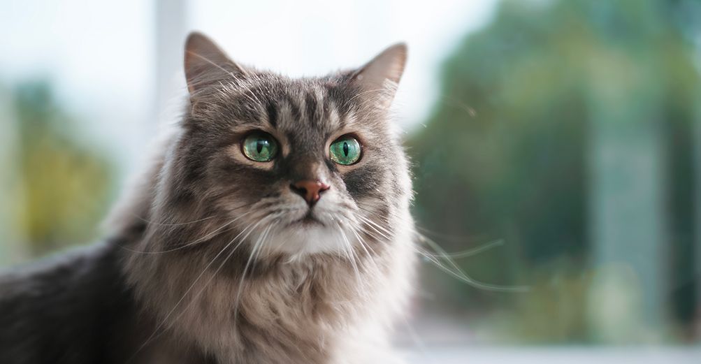 Chaleurs chez la chatte