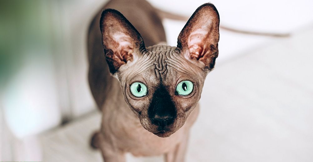 Race de chat hypoallergénique