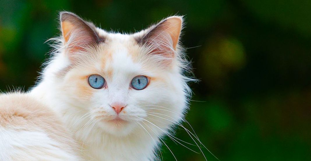 Chat à poil long