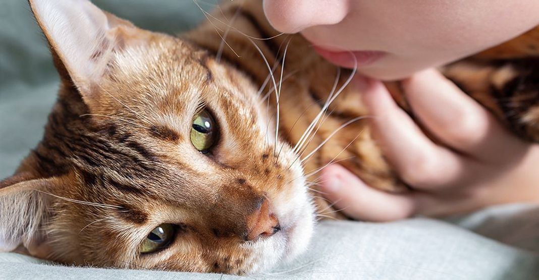 Chat à proximité de sa maîtresse