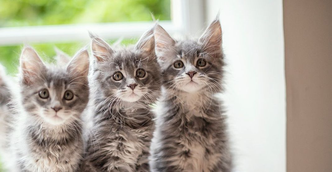 Chatons qui miaulent