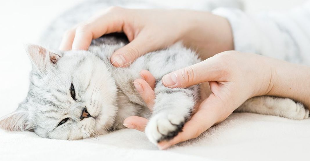 Chat caressé