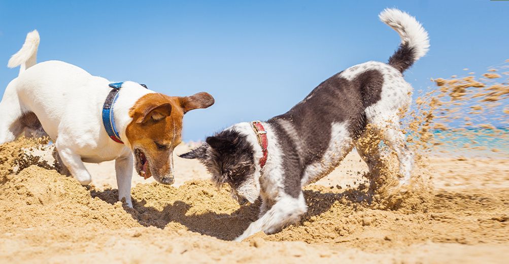 2 chiens hyperactifs