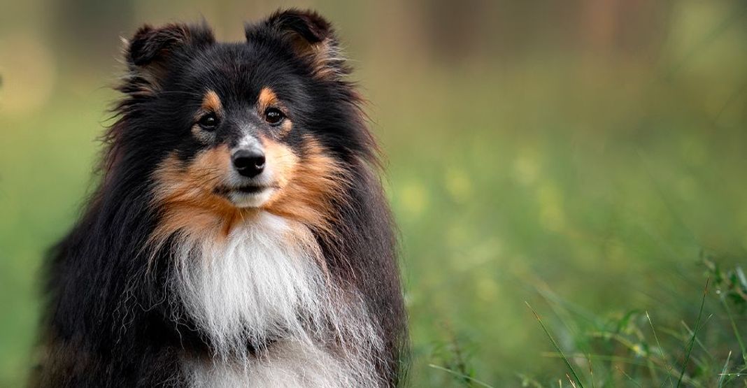 Chien à poil long
